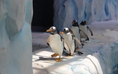 Den mysteriösen Kontinent besuchen Den mysteriösen Kontinent besuchen